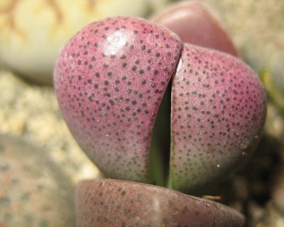 lebende Steine Lithops 094.jpg