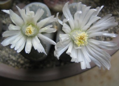 lebende Steine Lithops 091.jpg