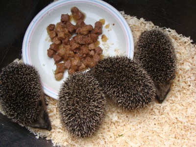 Igel 02.jpg