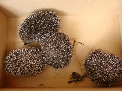 Igel 01.jpg