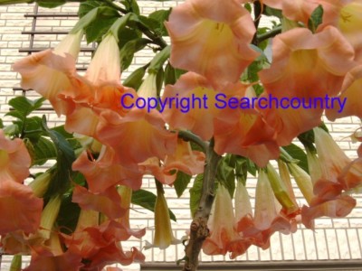 garten und straße 06 012.jpg