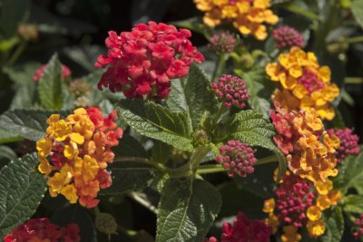 Esparante Compact Red.jpg