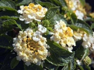 Esperanta Citrus.jpg