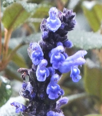 272. Pflanze, DSCF2349.JPG
