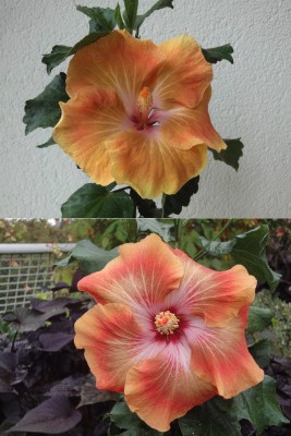 SM x Me-oh_Blüte 1 + 2.jpg