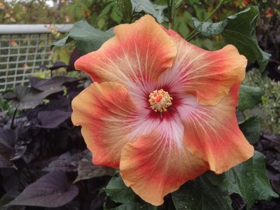 DSC03190 SM x Me-oh My-oh.jpg