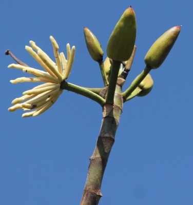 233. Baum, IMG_4577.JPG