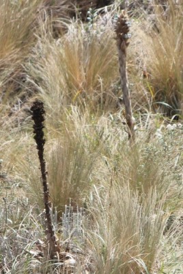 279. Pflanze, IMG_4624.JPG