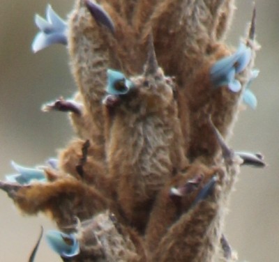 279. Pflanze, IMG_4621 - copia.JPG