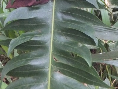 282. Pflanze, DSCF3274.JPG
