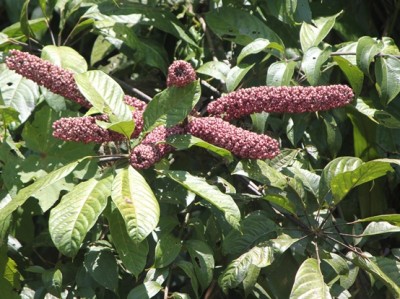 235. Baum, IMG_4245.JPG