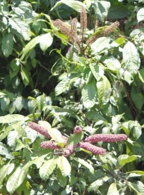 235. Baum, IMG_4243.JPG