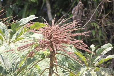 235. Baum, IMG_4241.JPG
