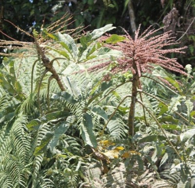 235. Baum, IMG_4240.JPG