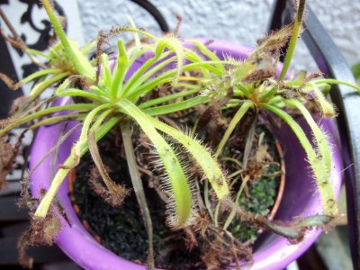drosera.jpg