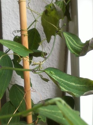 vermutlich Gilbertiana.jpg