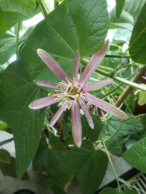 Sanguinolenta.jpg