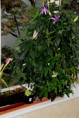 dsc_9347_P_amethyst.jpg