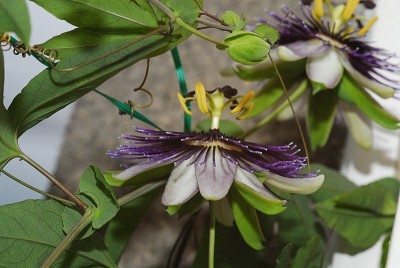 dsc_9341_P_violetta.jpg