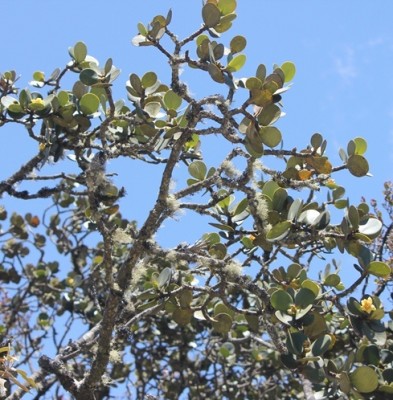 238. Baum, IMG_4644.JPG