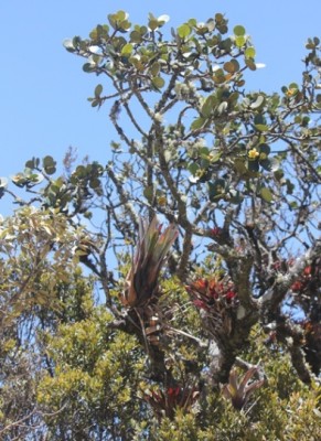 238. Baum, IMG_4646.JPG
