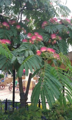 IMAG0852.jpg