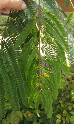 IMAG0853.jpg