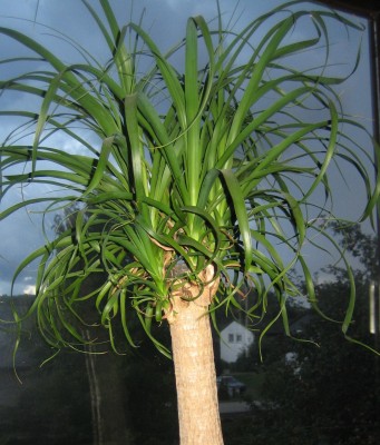 Beaucarnea-recurvata.jpg