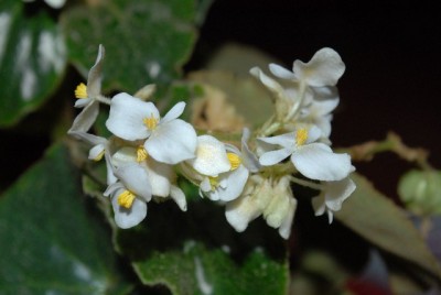 Begonia 154yy.jpg