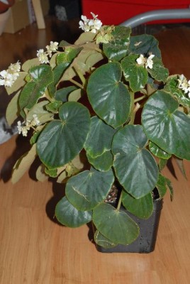 Begonia 153yy.jpg