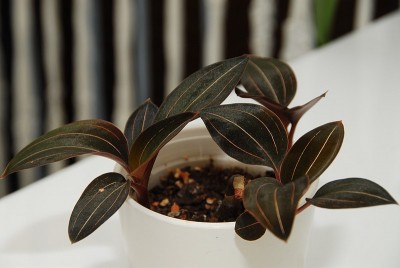 dsc_9360_Ludisia_rv.jpg