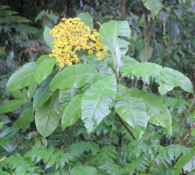 290. Pflanze, IMG_3945.JPG