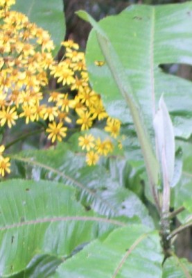 290. Pflanze, IMG_3946.JPG