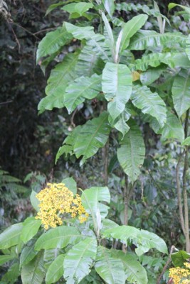 290. Pflanze, IMG_3947.JPG