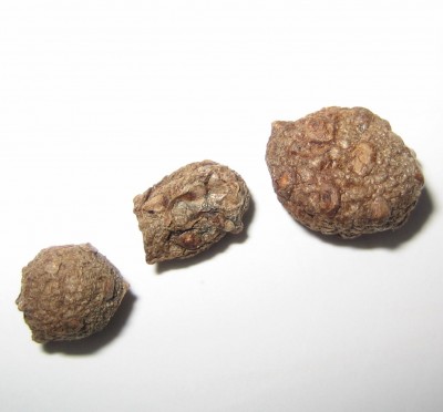 Achselknollen-Dioscorea-bulbifera.jpg