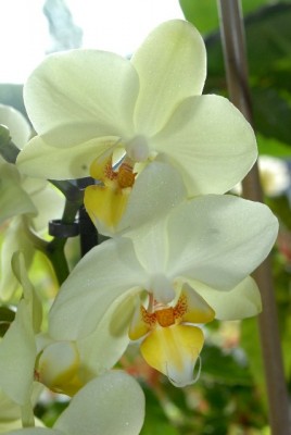 Phalaenopsis 002yy.jpg