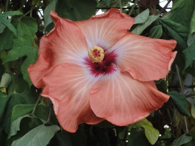 DSC03226 S26 Topanga x Tylene.jpg