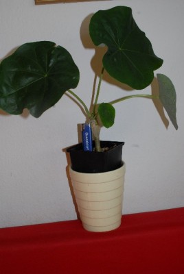 Jatropha 035yy.jpg