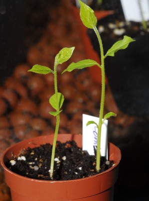 dsc_9362_Combretum.jpg