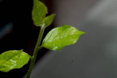 dsc_9364_Combretum.jpg