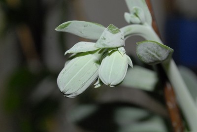 Senecio 007yy.jpg