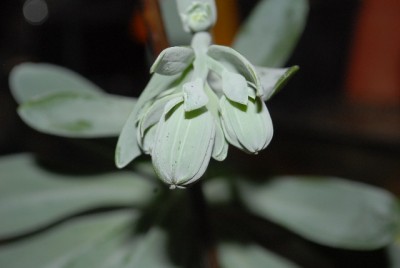 Senecio 006yy.jpg