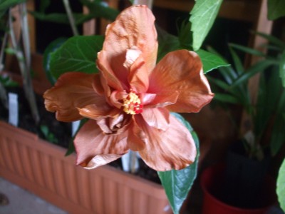 Brandon Stratton.JPG