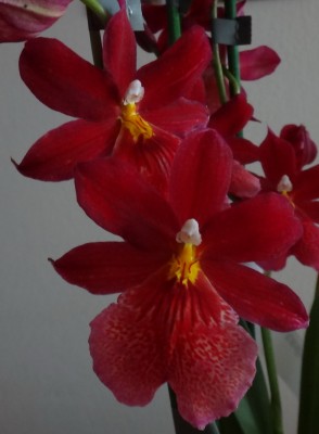 Burrageara Nelly Isler 2.jpg