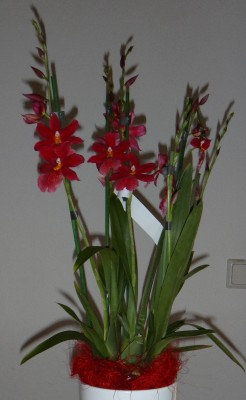 Burrageara Nelly Isler Ker. 1.jpg