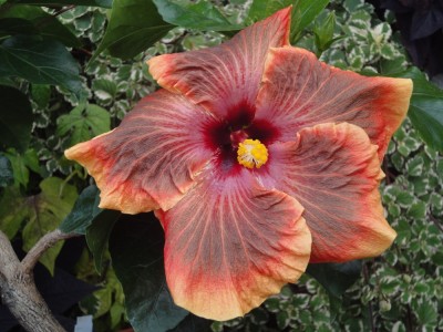 DSC03249 Tigerama.jpg