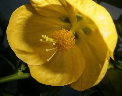 Abutilon.jpg