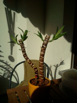 Yucca  Ableger.jpg