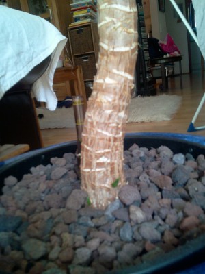 Yucca Mutterpflanze.jpg