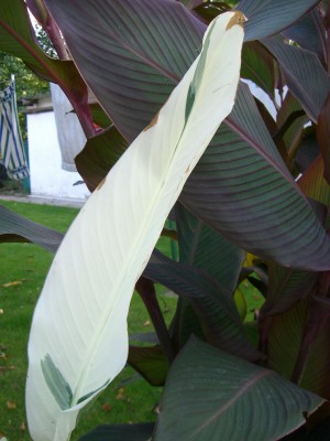 Canna Blatt klein.JPG